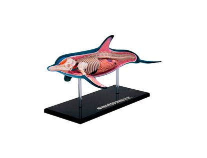 modelo-anatomico-4d-de-delfin-x-18-piezas-1-4893409261037