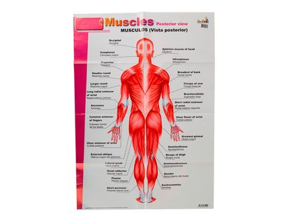 lamina-del-sistema-muscular-de-50-cm-x-70-cm-1-7707194152821