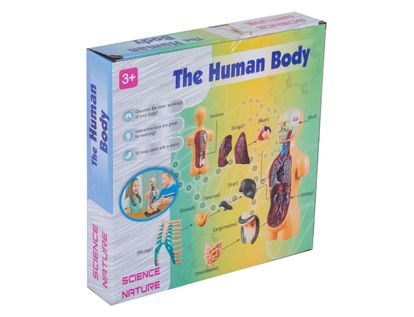 modelo-anatomico-del-cuerpo-humano-1458784847776