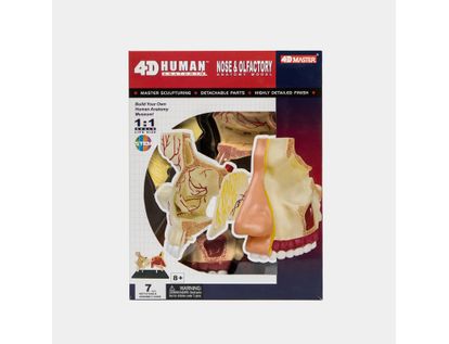 modelo-anatomico-nariz-y-olfato-humano-x7-piezas-4894793260019