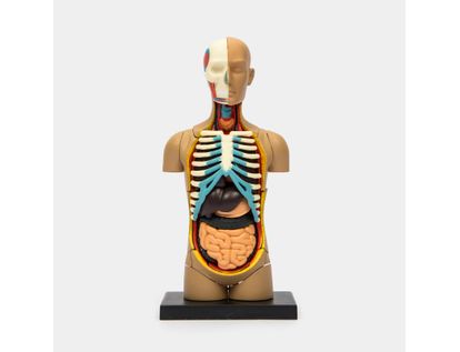 modelo-anatomico-4d-del-torso-humano-32-piezas-4894793260033