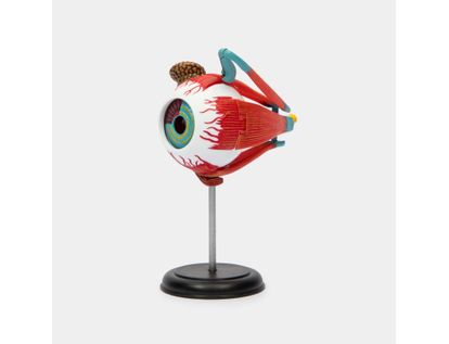 modelo-anatomico-4d-del-ojo-humano-x-32-piezas-4894793260064