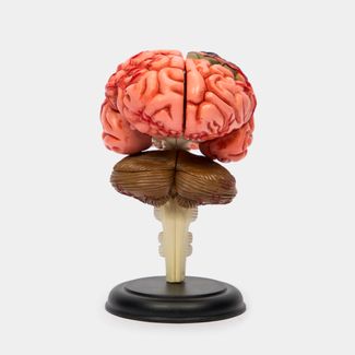 modelo-anatomico-4d-del-cerebro-humano-32-piezas-4894793260088