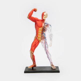 modelo-anatomico-4d-de-los-musculos-y-el-esqueleto-humano-x-46-piezas-4894793260101