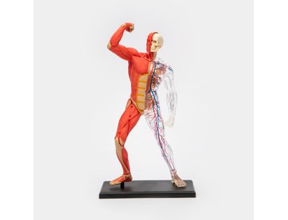 modelo-anatomico-4d-de-los-musculos-y-el-esqueleto-humano-x-46-piezas-4894793260101