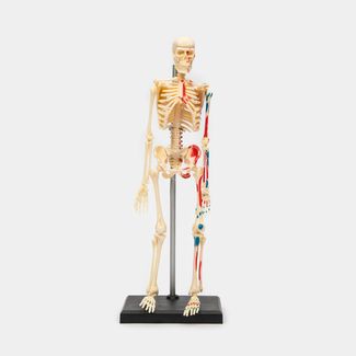 modelo-anatomico-4d-del-esqueleto-humano-46-piezas-4894793260118