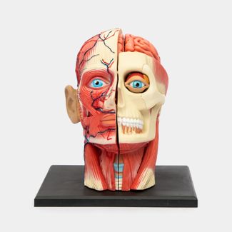 modelo-anatomico-de-la-cabeza-humana-x-14-piezas-4894793261030