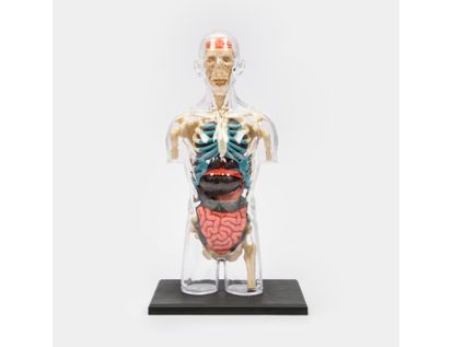 modelo-anatomico-4d-del-torso-humano-37-piezas-4894793261085