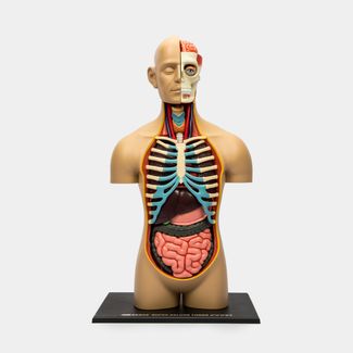 modelo-anatomico-4d-del-torso-humano-54-piezas-4894793263010